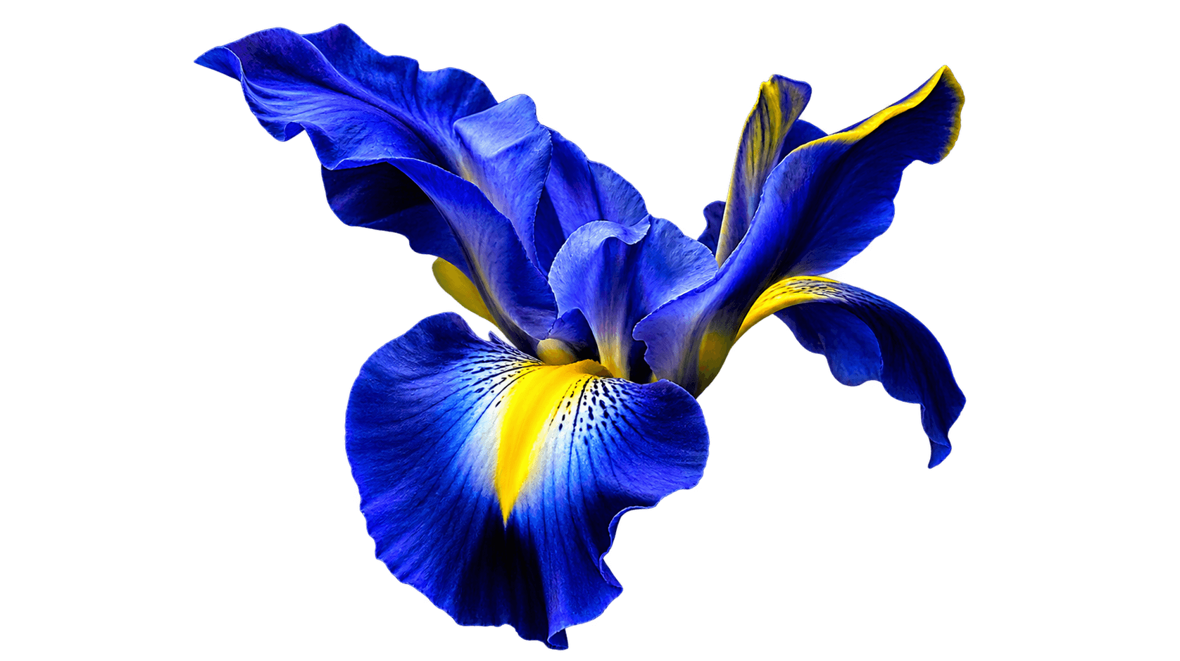 Iris Photoscapes