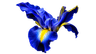 Iris Photoscapes